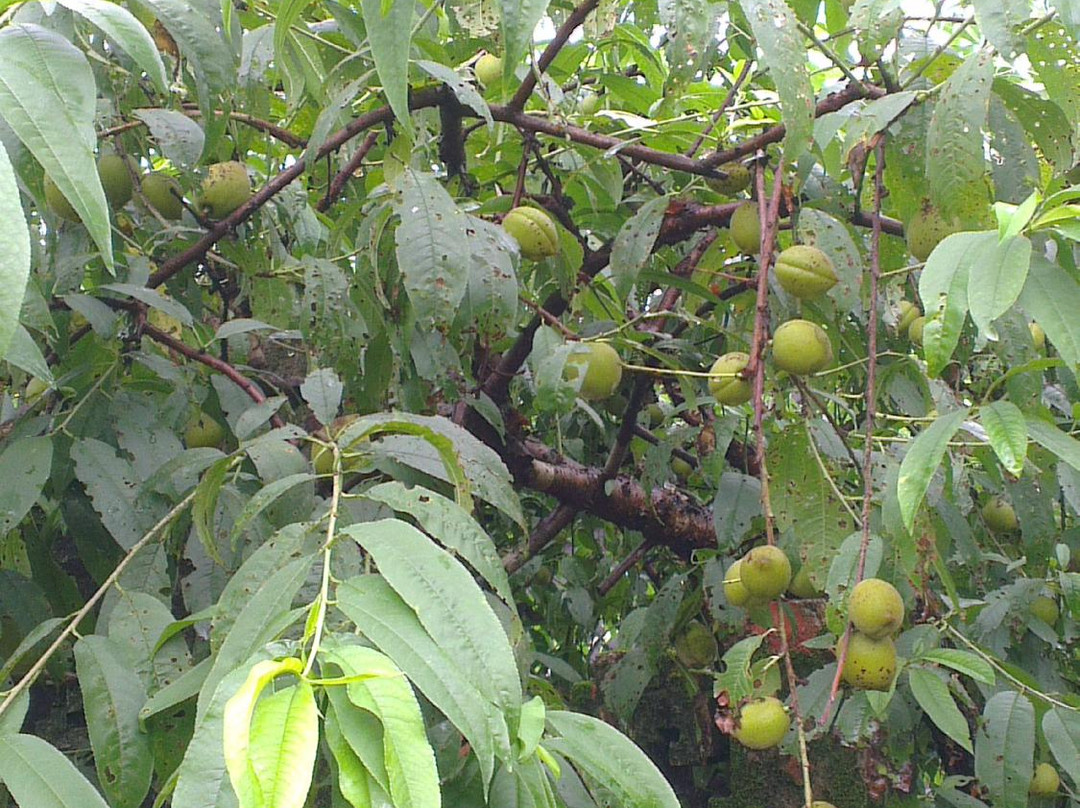 小楼仙源-增城市必去景点