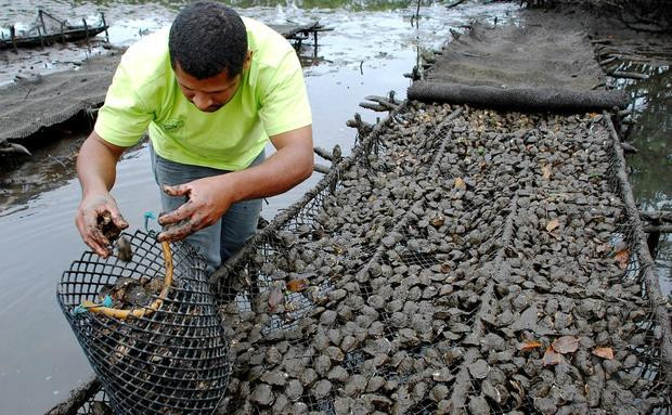 Reserva Extrativista Do Mandira-卡纳内亚必去景点