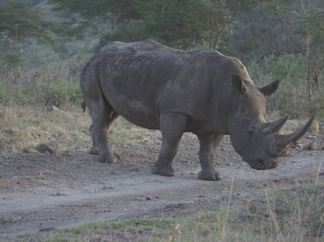 null-纳库鲁湖国家公园