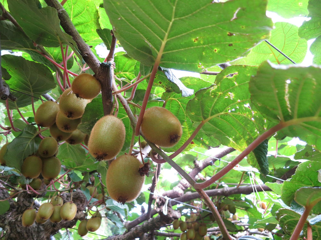Archer Tours-汉密尔顿必去景点