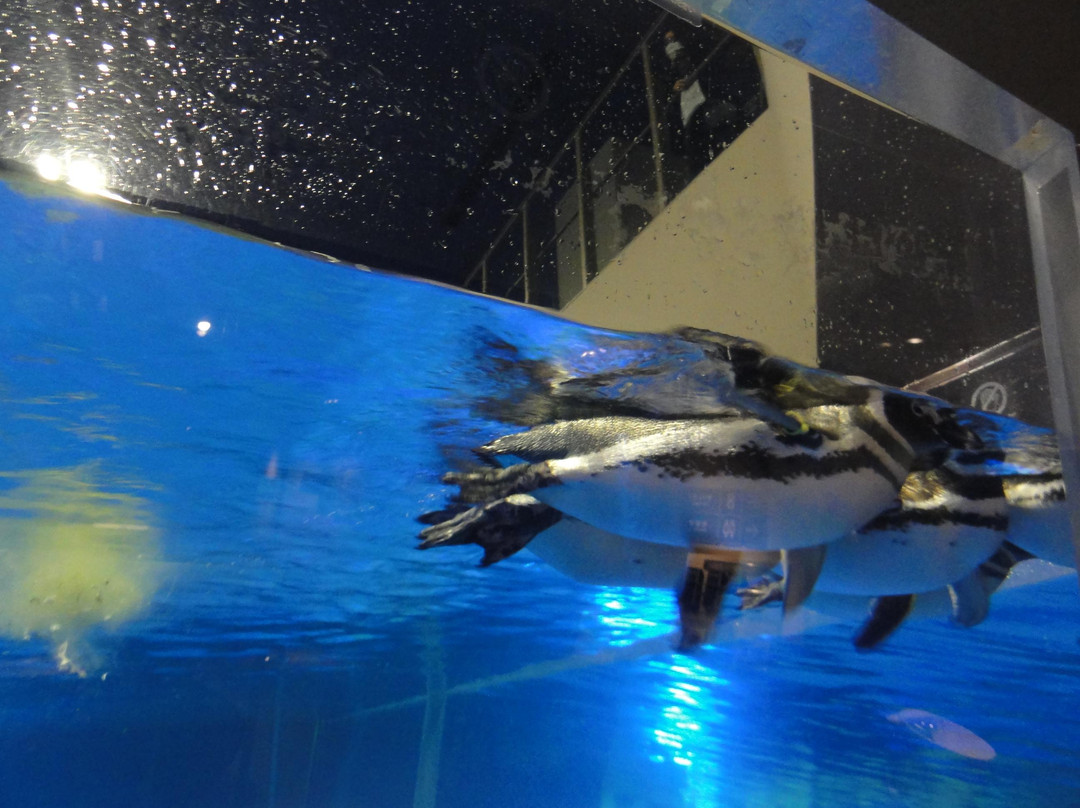 墨田水族馆-Oshiage必去景点