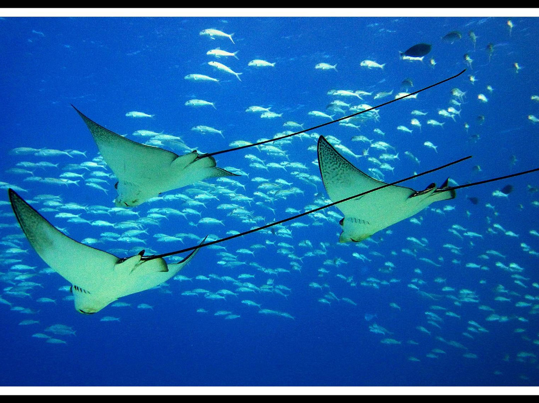 5 Star Scuba-卡纳帕利必去景点