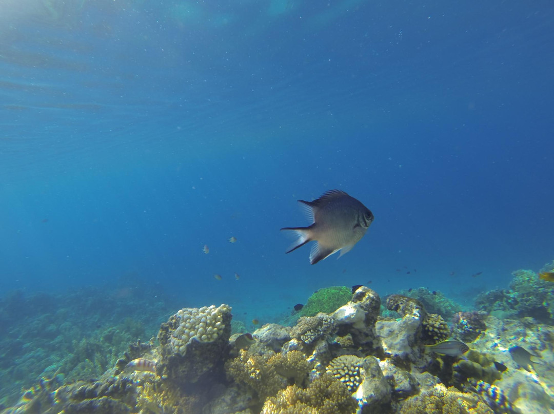 Extra Divers Aqaba-亚喀巴必去景点