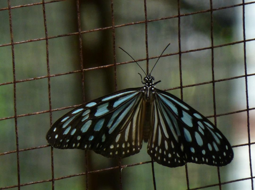 蝴蝶园与昆虫王国-塔林必去景点