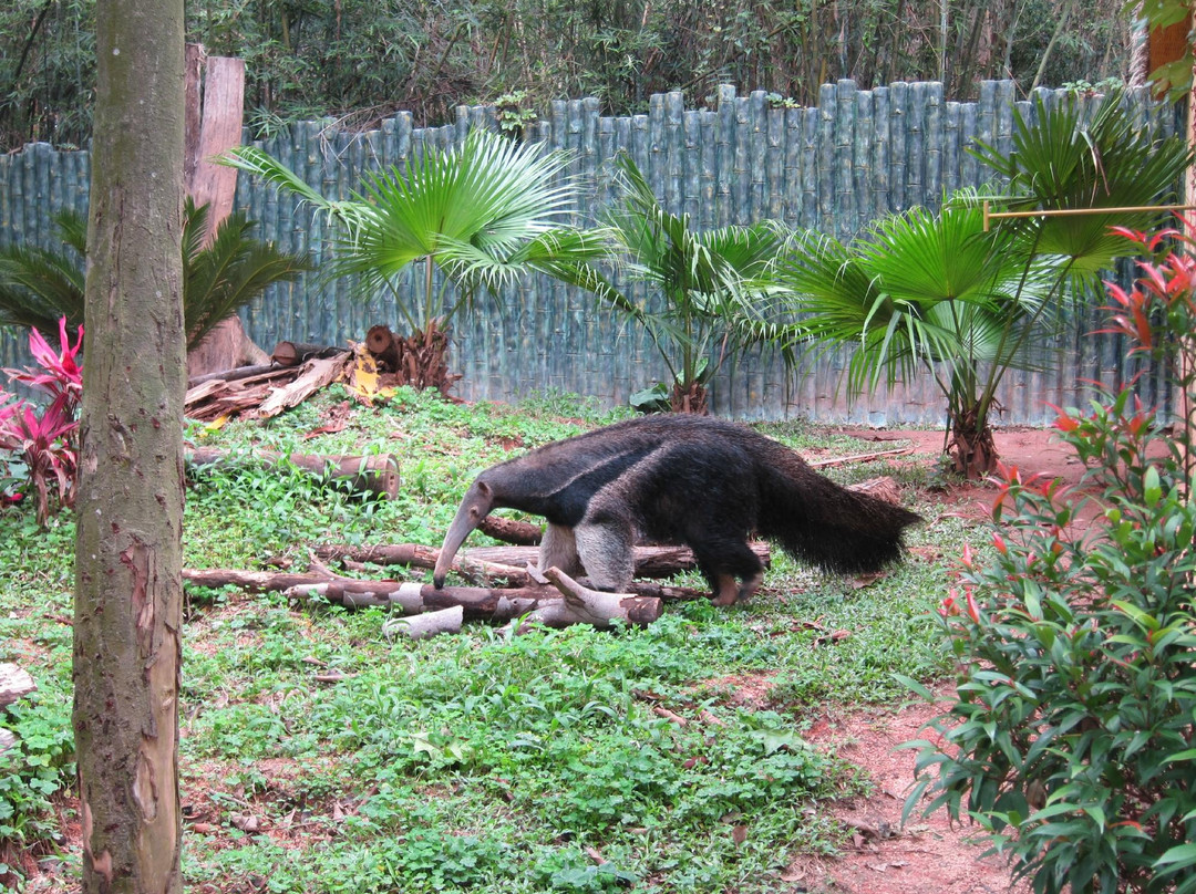 深圳野生动物园-深圳市必去景点