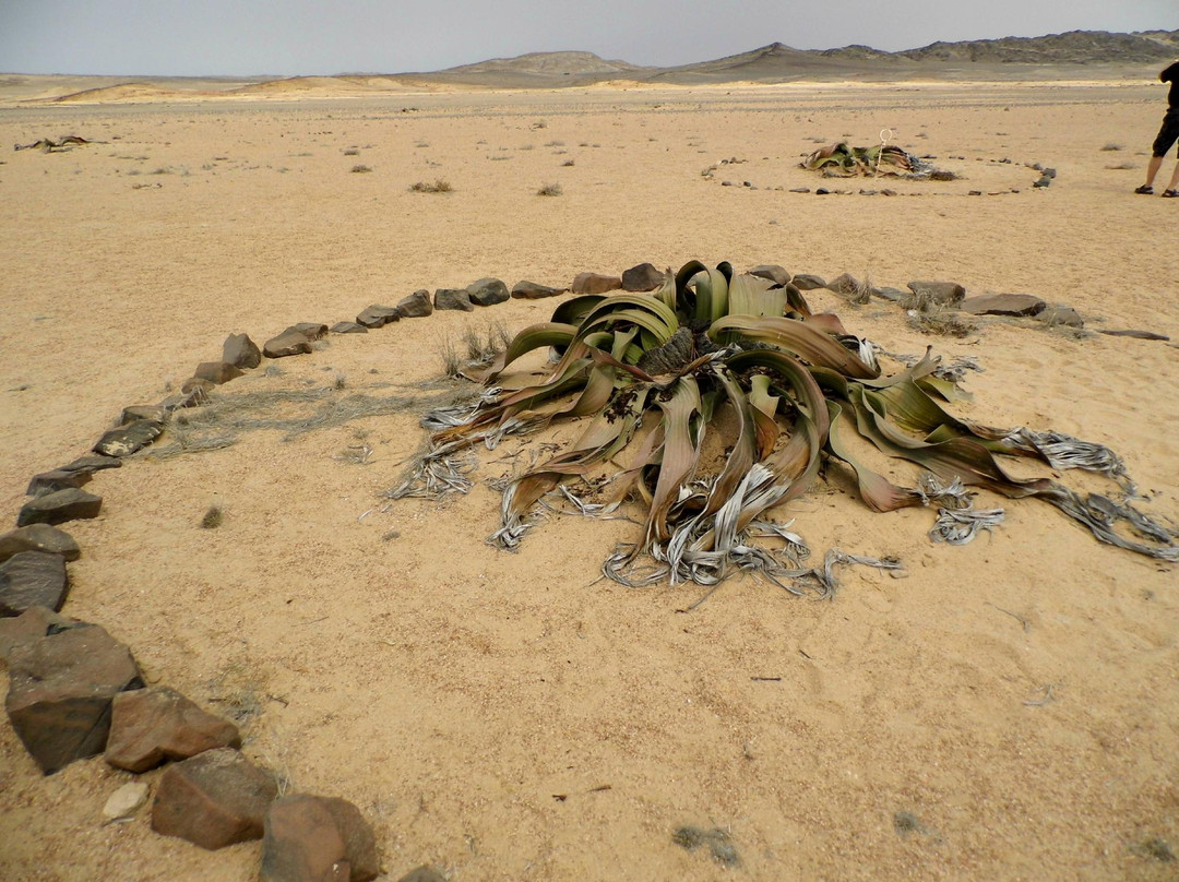 Welwitschia Plains景点图片