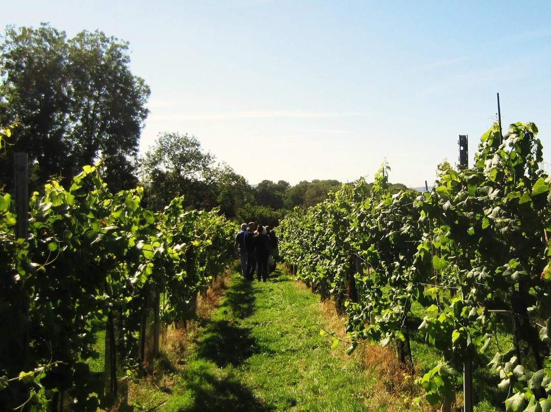 Bolney Wine Estate景点图片