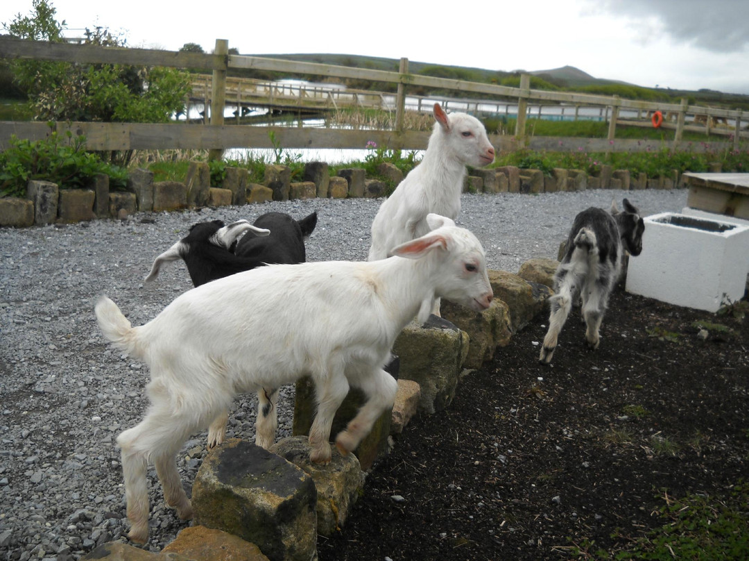 Dingle Wildlife & Seal Sanctuary-Lispole必去景点