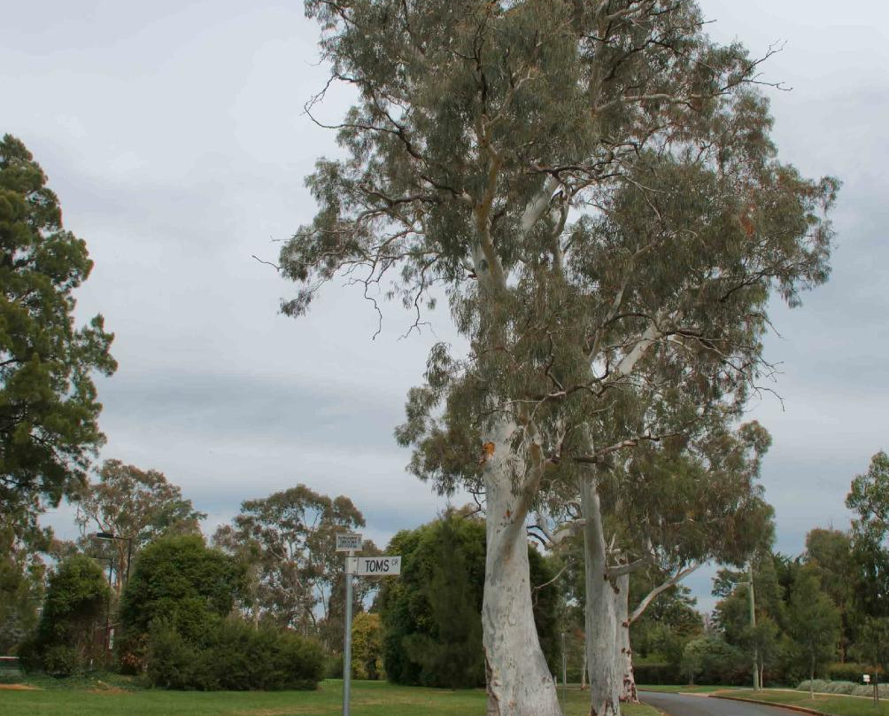 Corroboree Park-堪培拉必去景点