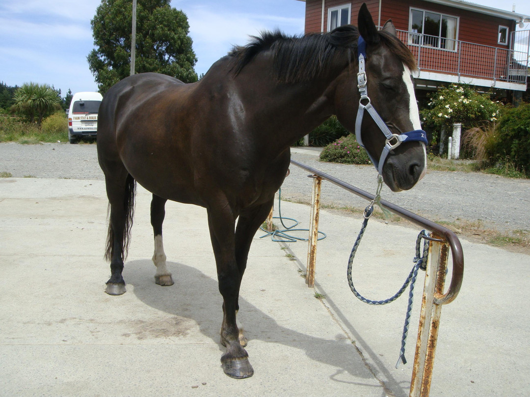 Kowhai Residential School of Riding Ltd景点图片