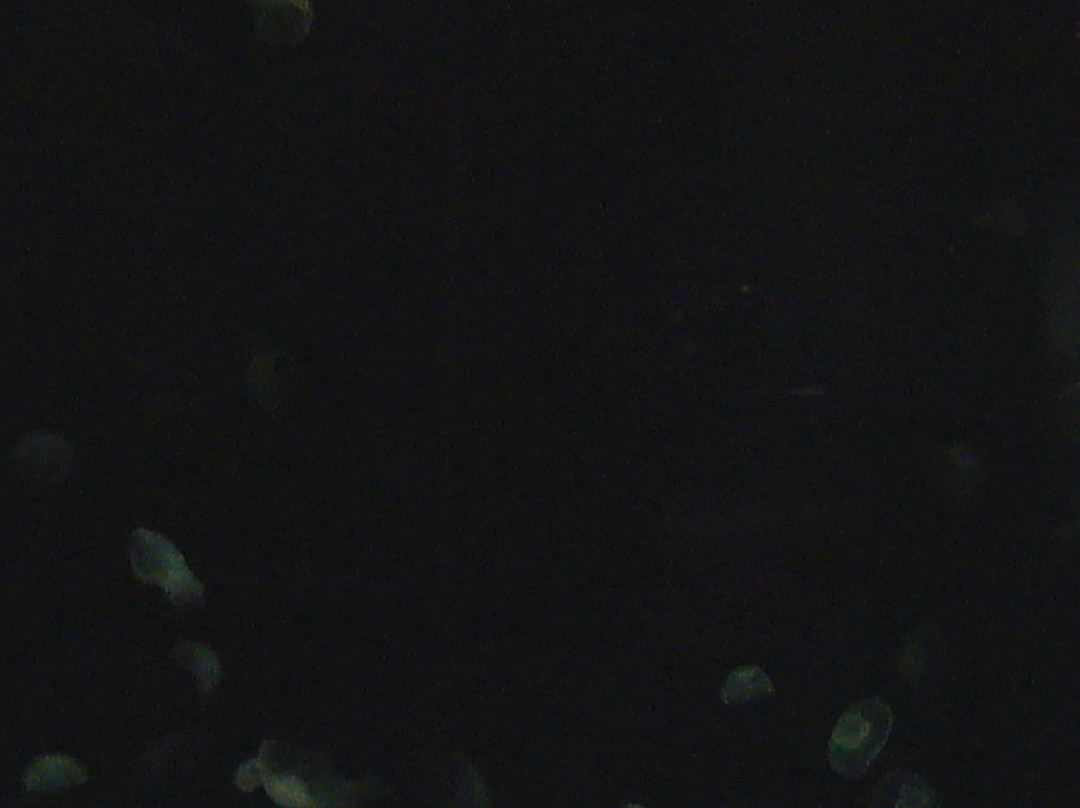 田纳西水族馆-查塔努加必去景点