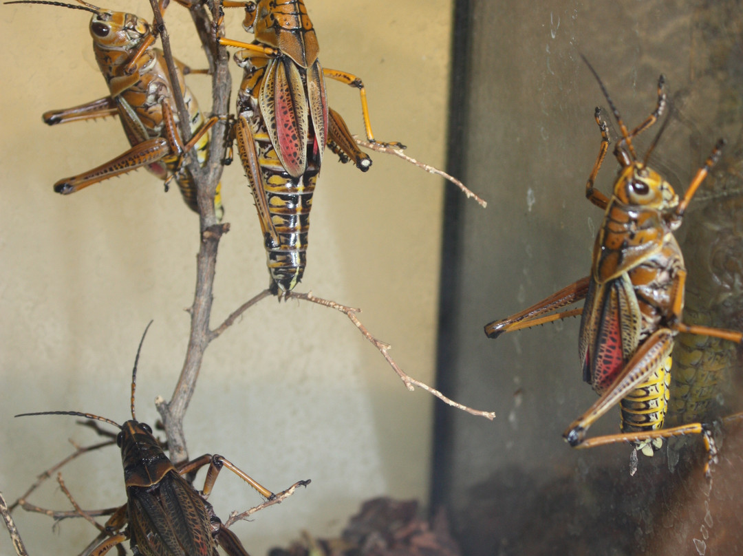 Insect Lore's Bugseum-Shafter必去景点