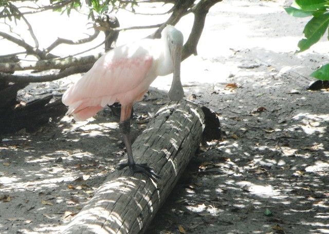 Busch Wildlife Sanctuary at Abramson & Schlaggar Reserve-朱庇特必去景点