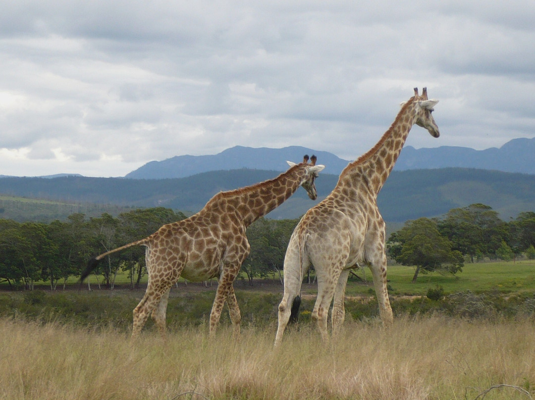 Plettenberg Bay Game Reserve-普利登堡湾必去景点