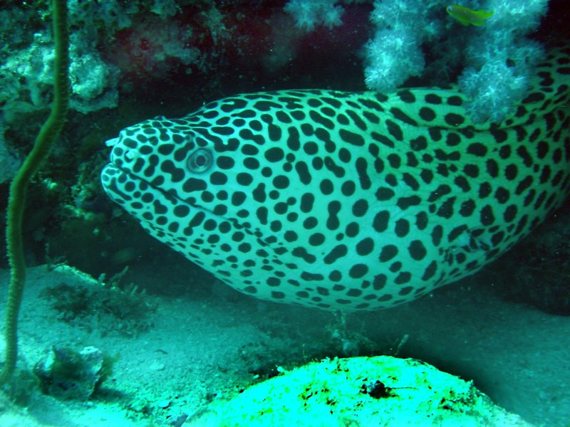 Sipadan Scuba潜水店-仙本那必去景点