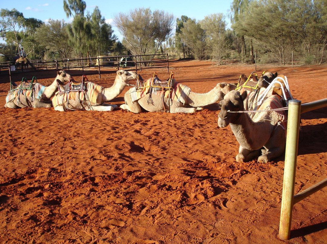 Uluru Camel Tours景点图片