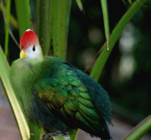Bird Kingdom-尼亚加拉大瀑布必去景点