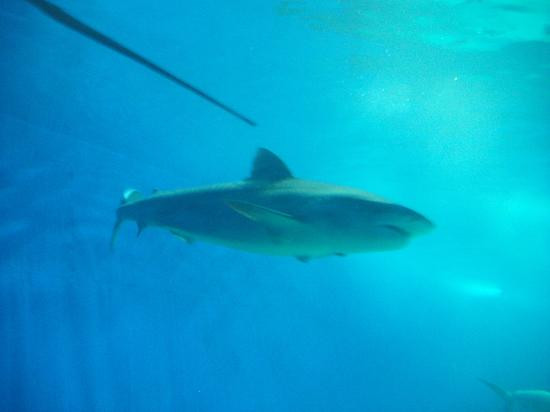 茂宜海洋中心-怀露库必去景点