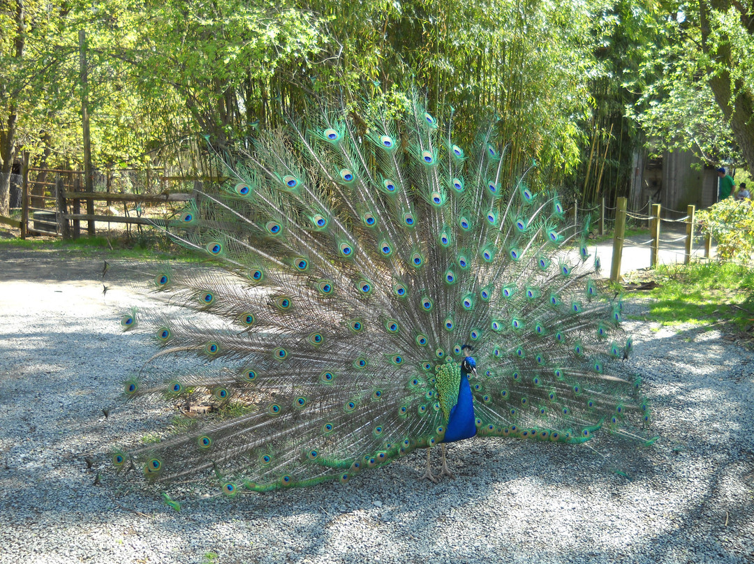 Plumpton Park Zoo景点图片
