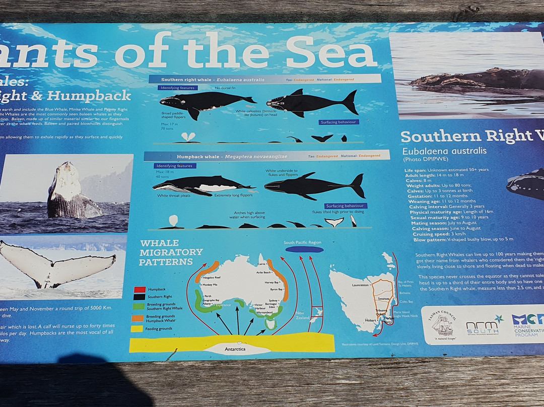 The Whale Trail Eaglehawk Neck Lookout-伊格尔霍克内克必去景点