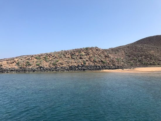 Dolphin Excursions Djibouti景点图片