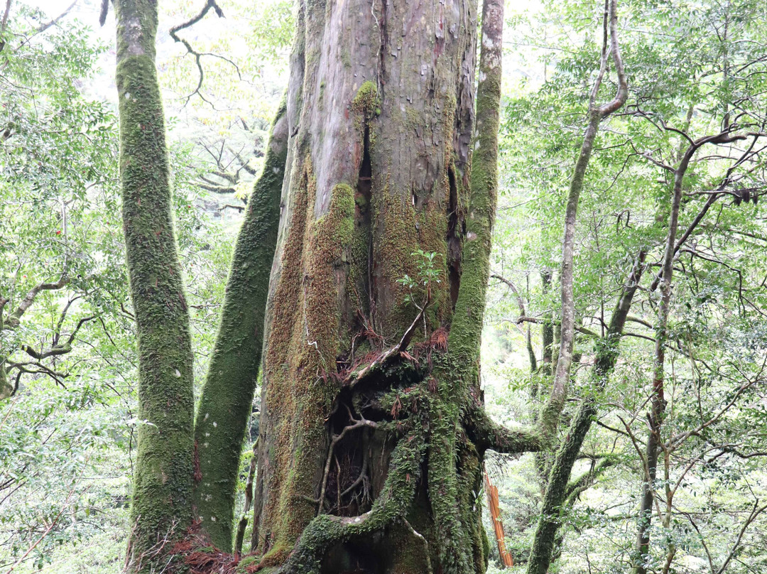 Yakusugi Land景点图片