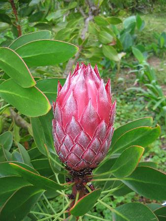 库拉植物园-库拉必去景点