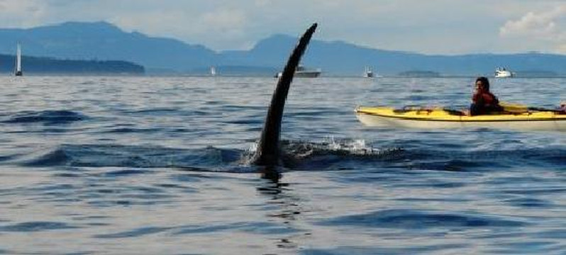 Sea Quest Kayak Tours-星期五港湾必去景点