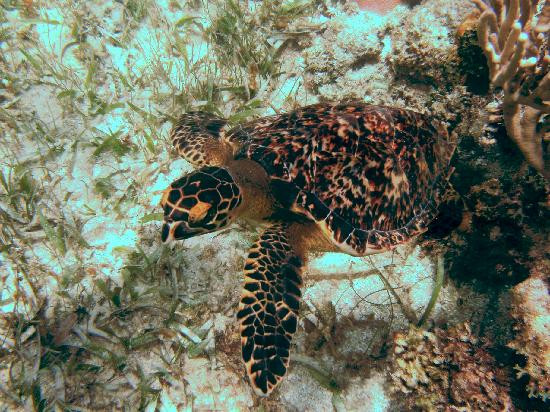 Marina La Bonita-从莫雷洛斯港必去景点