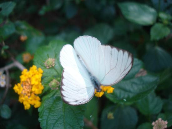 Bocas Butterfly Garden景点图片