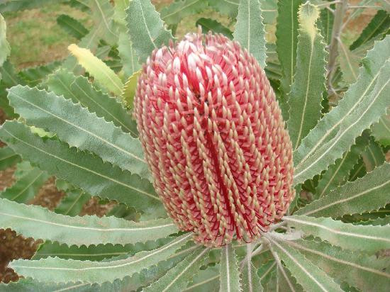 Sunrise Protea Farm-库拉必去景点