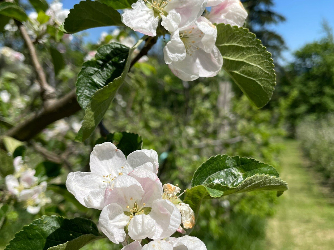 Ciderworks景点图片