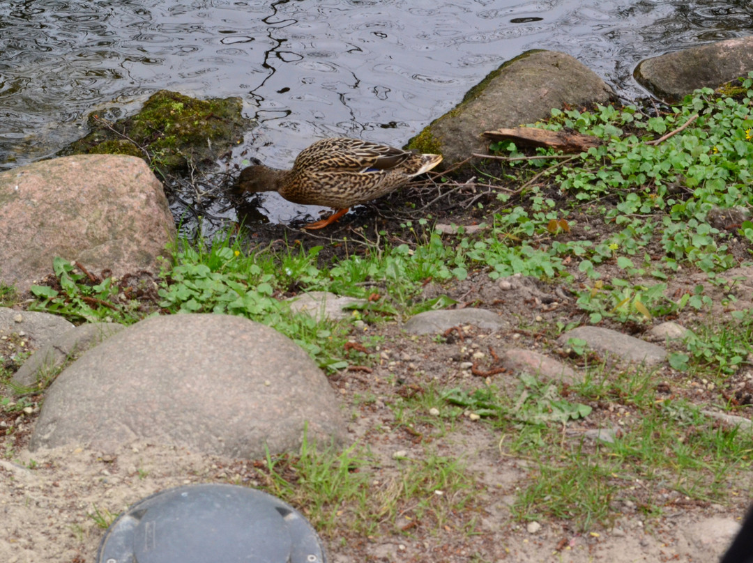 Birute Park-帕兰加必去景点