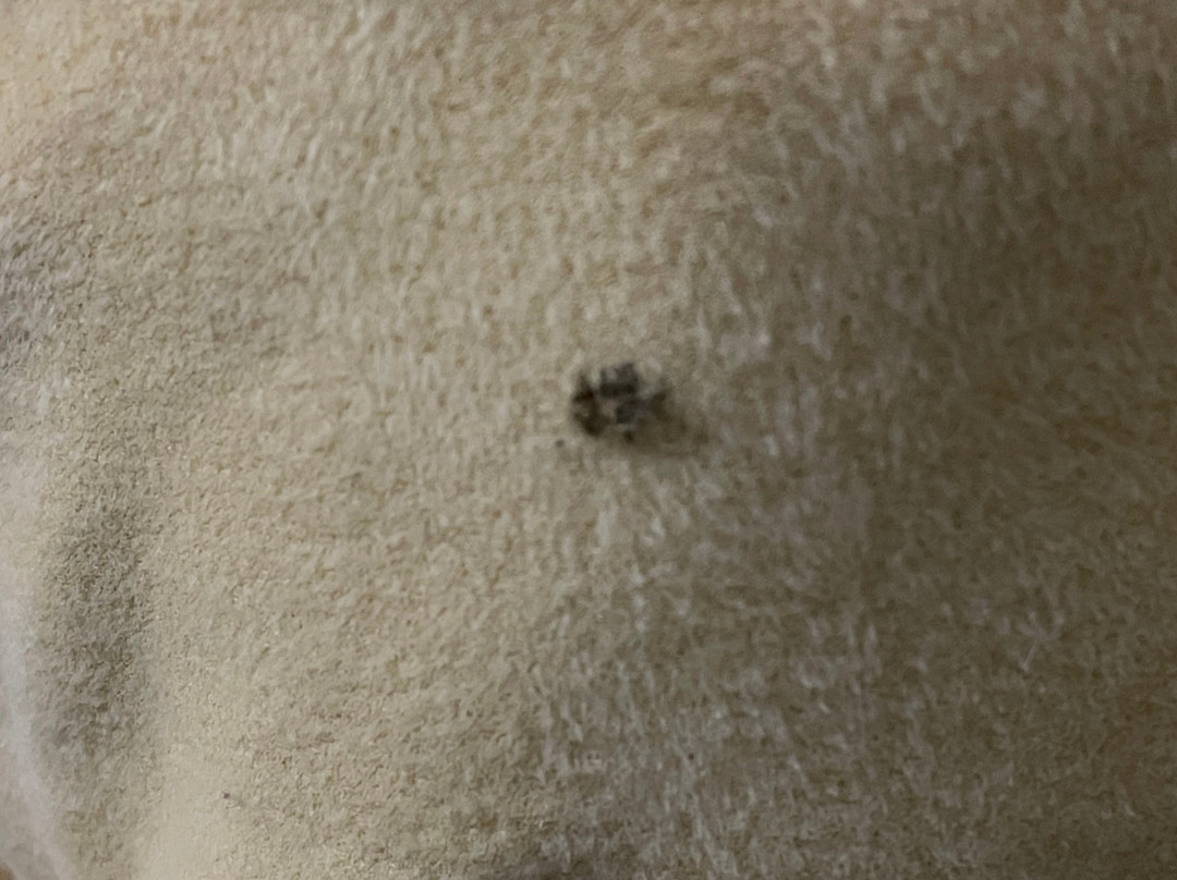 The Bedford Inn主图