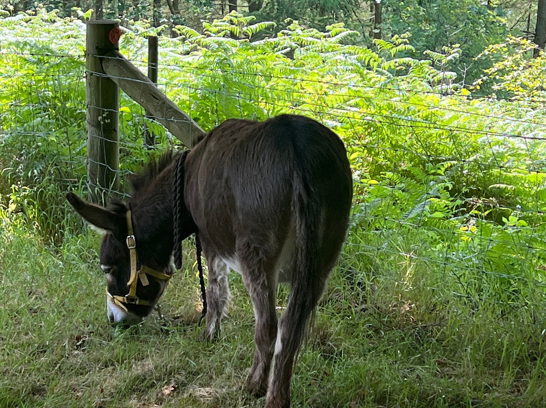 Moel Famau Donkeys景点图片