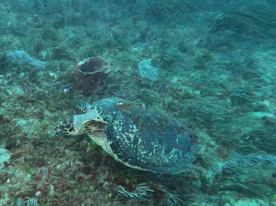 Scuba Works-朱庇特必去景点