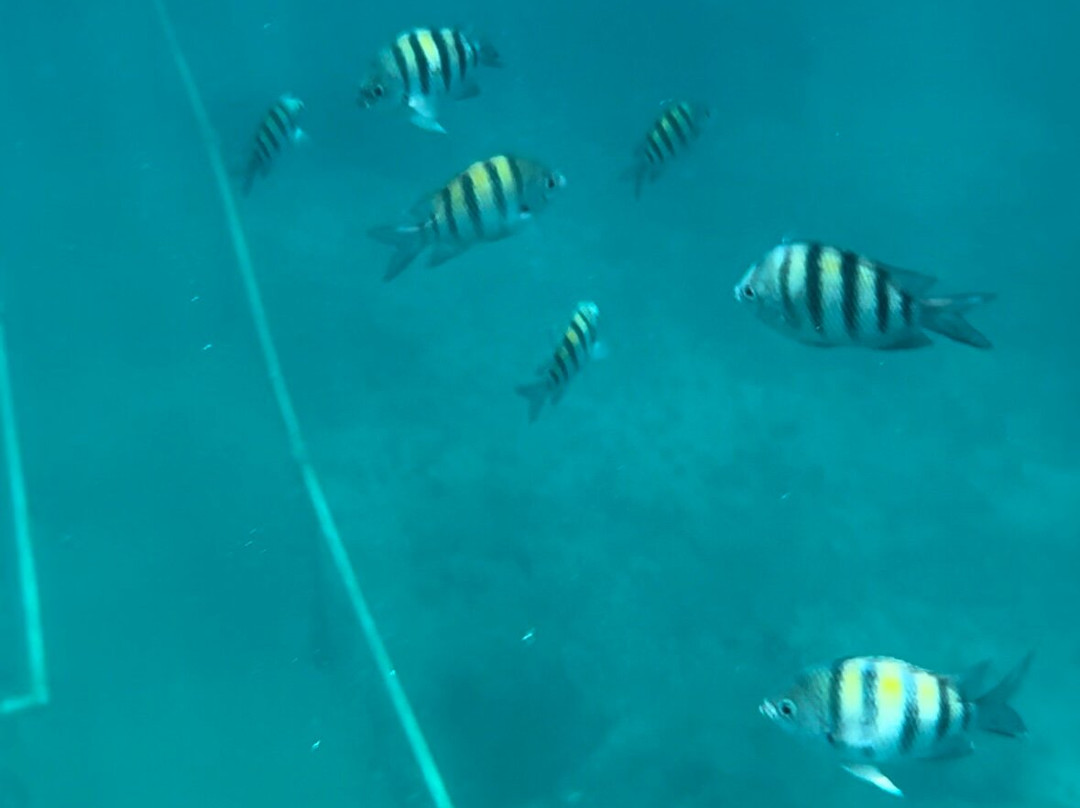 Tiki Hut Snorkel Park景点图片