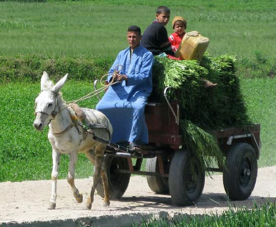 Beni Hassan-Al Minya必去景点