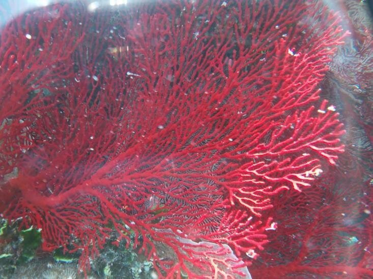 Les Pleiades Du Sud D’Ouvea-Ouvea必去景点