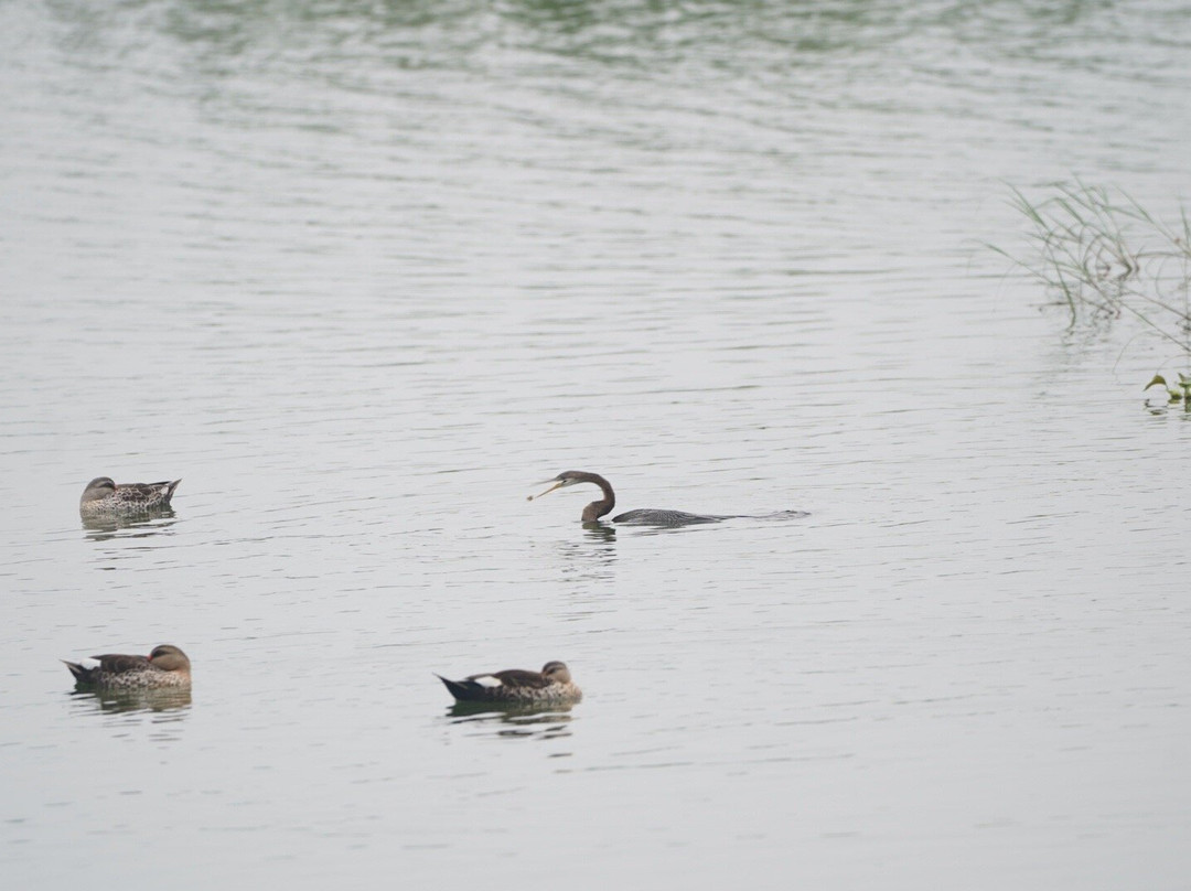 Vaduvoor Bird Sanctuary景点图片
