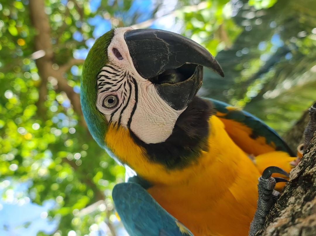 Seginy Seaview主图