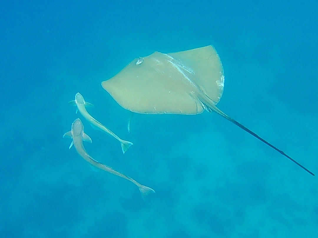 Rashuthere Maldives