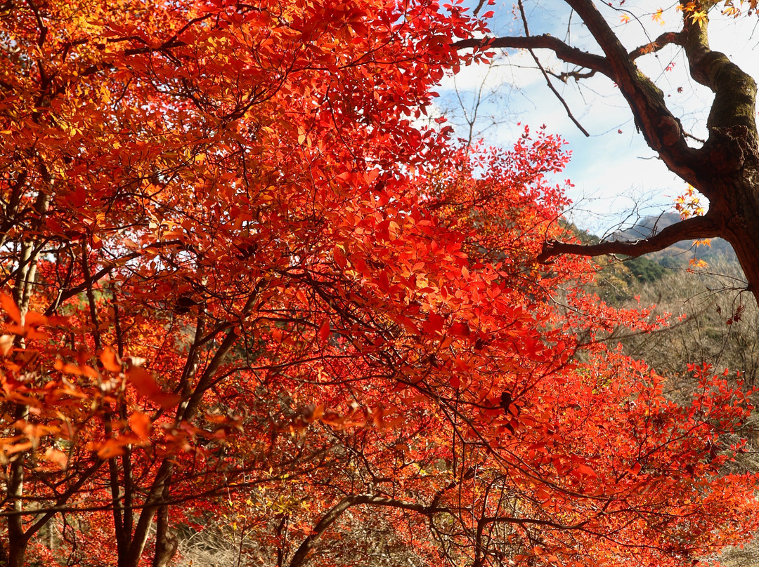 Nikko Botanical Garden-日光市必去景点