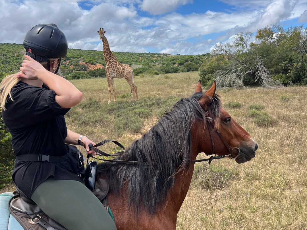 Amakhala Horse Trails-伊丽莎白港必去景点