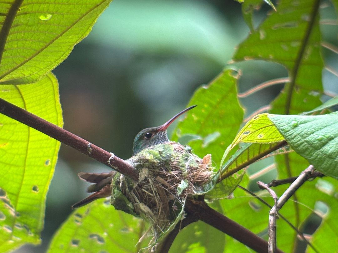 Manuel Antonio AdvenTour-哥斯达黎加安东尼奥国家公园必去景点