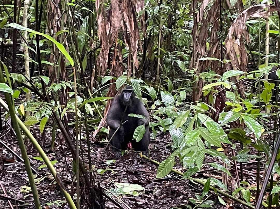 Tangkoko Wildlife Tour景点图片