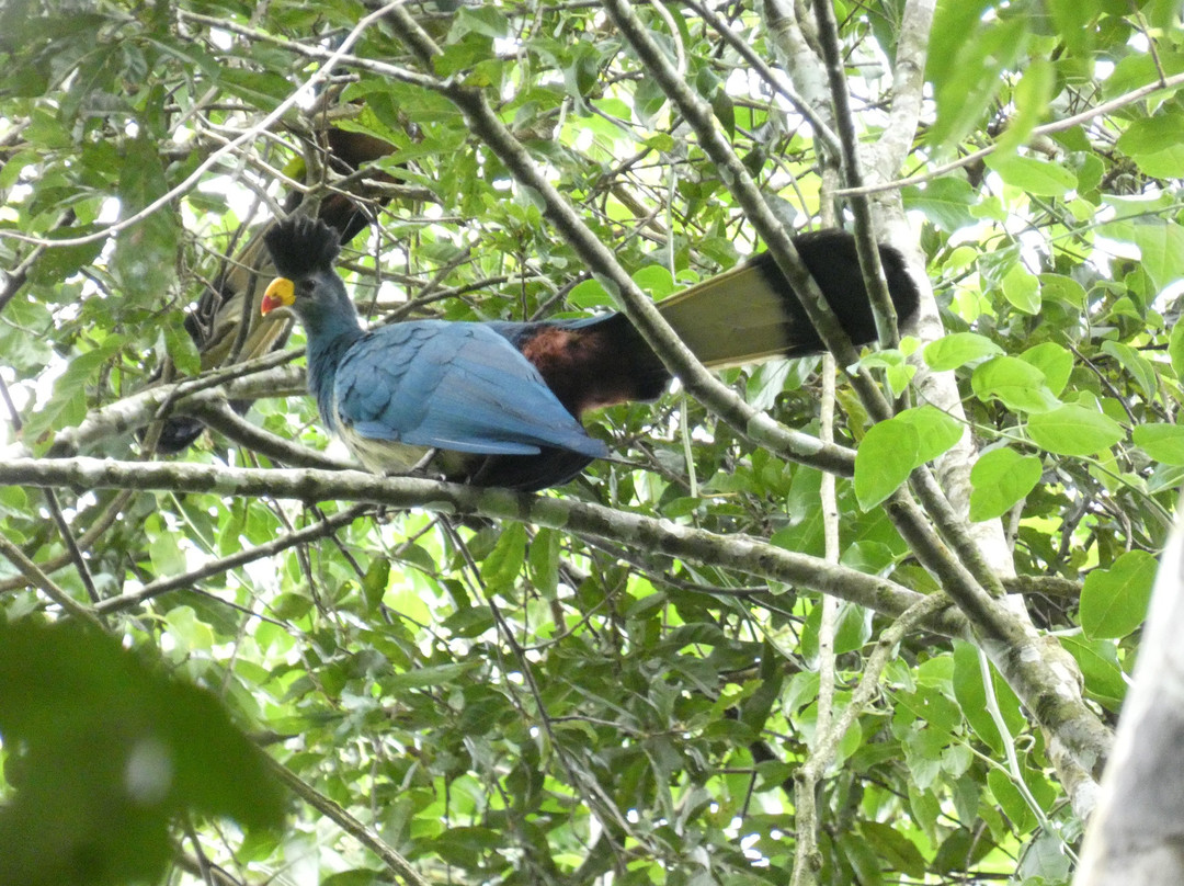 Gorilla Riddles-坎帕拉必去景点