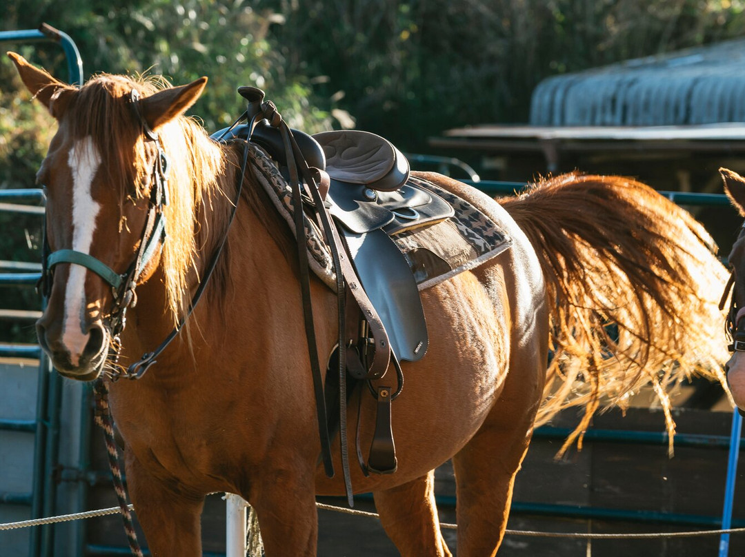 Yumedaichi Green Valley-阿苏市必去景点