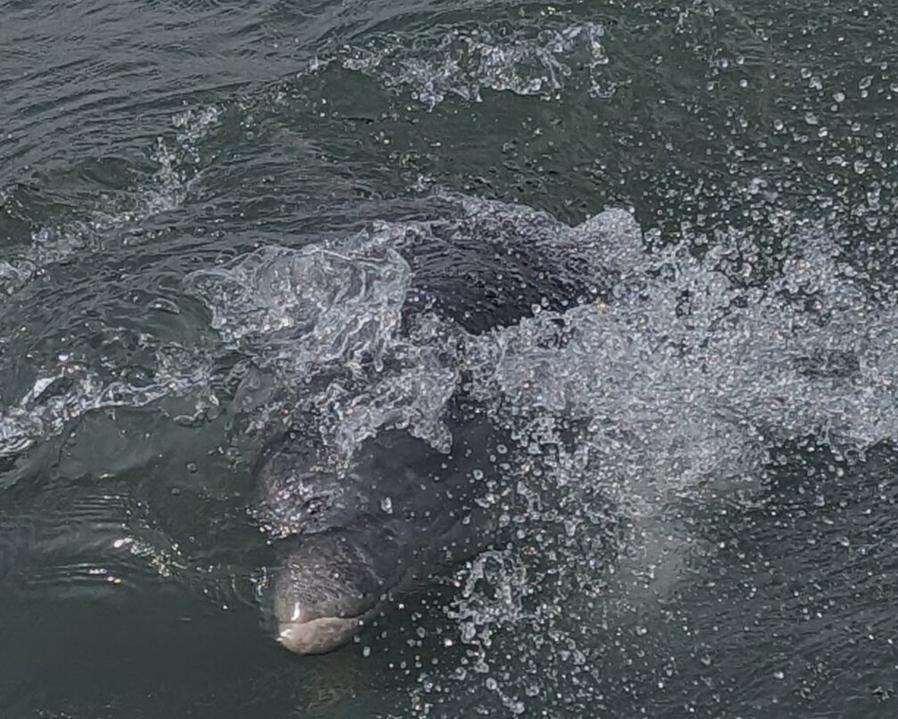 Dolphin Connection-Ingleside必去景点