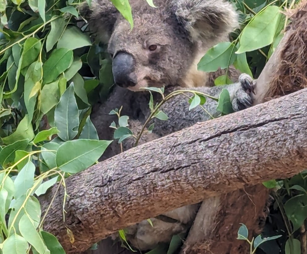 Billabong Zoo Koala & Wildlife Park-麦克夸利港必去景点